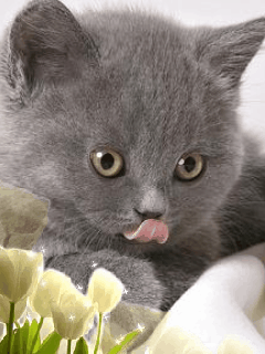 compil kitten.gif